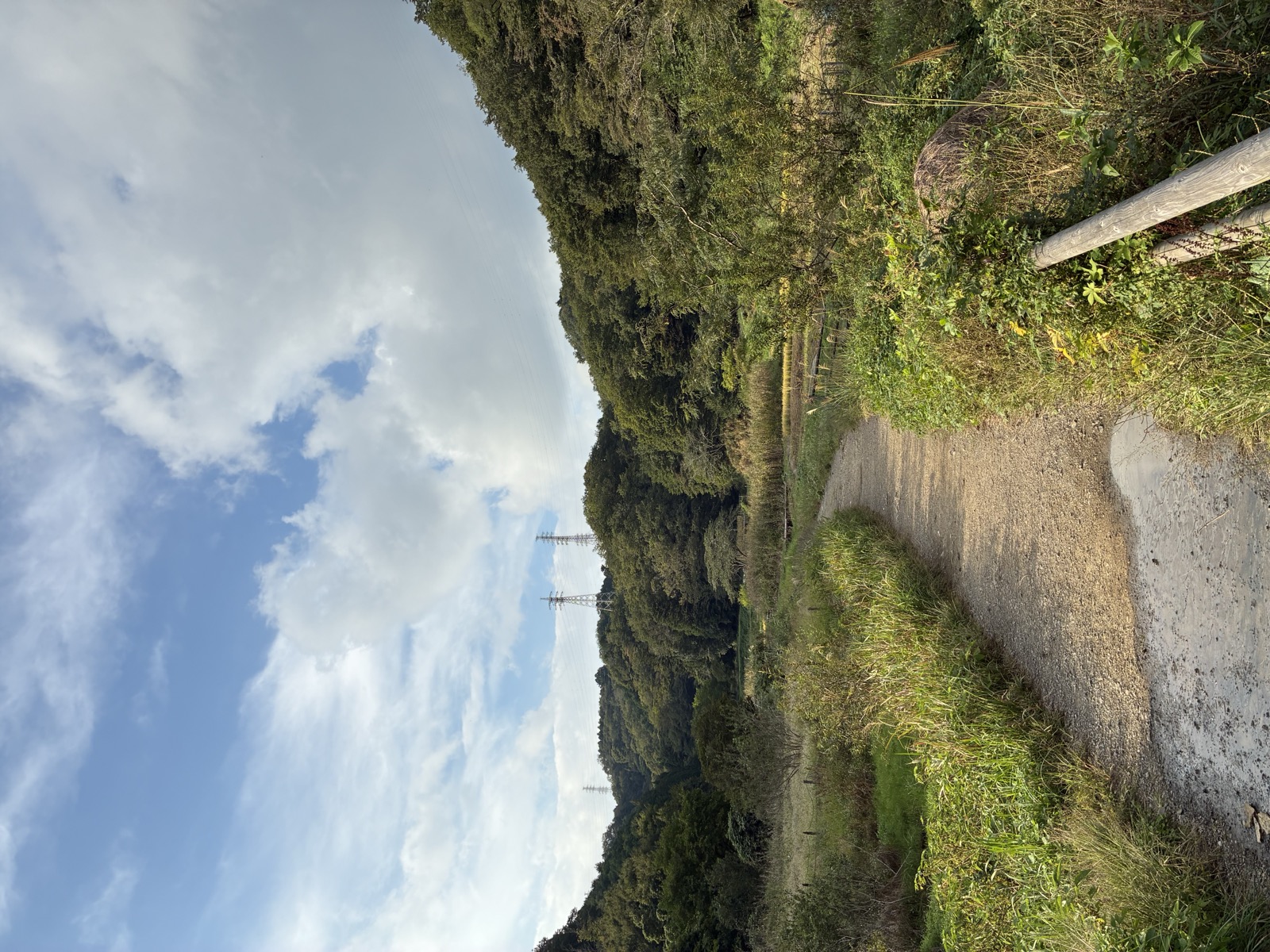 いきもの探検隊の様子